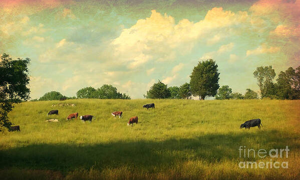 Cows Art Print featuring the photograph Until The Cows Come Home by Beth Ferris Sale