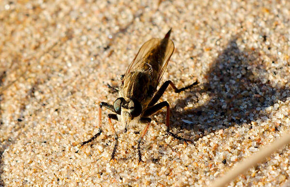 Robberfly Art Print featuring the photograph Waiting on a meal by James Smullins