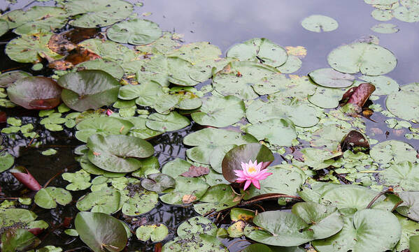 Water Lilies Art Print featuring the photograph Water Lilies by Ellen Tully