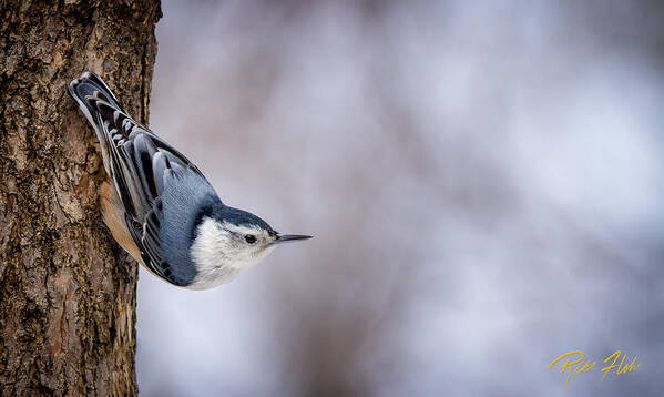 Animals Art Print featuring the photograph White-breasted Nuthatch by Rikk Flohr