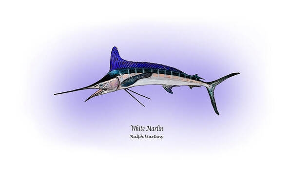 White Marlin Art Print featuring the painting White Marlin by Ralph Martens