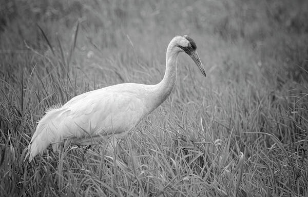 Whooping Crane (grus Americana) Art Print featuring the photograph Whooping Crane 2017-4 by Thomas Young