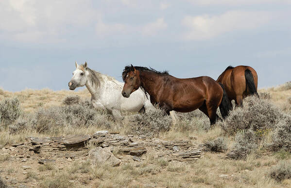 Mustangs Art Print featuring the photograph Wild Mustangs by Ronnie And Frances Howard