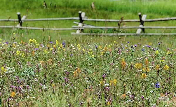 Meadow Art Print featuring the photograph Wildflower fence by Gaelyn Olmsted