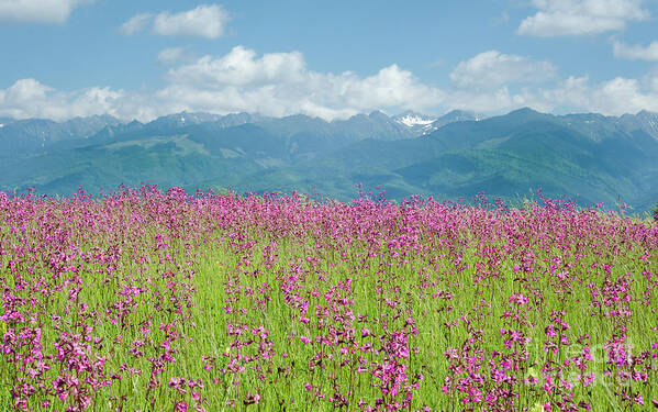 Farm Art Print featuring the photograph Wildflower Meadows and the Carpathian Mountains, Romania by Perry Rodriguez