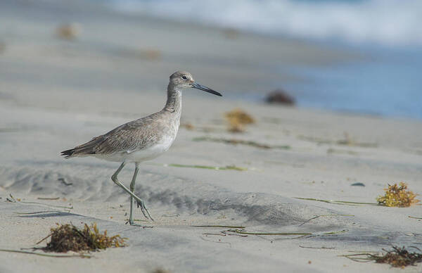 Willet Art Print featuring the photograph Willet Walking by Cyndi Goetcheus Sarfan
