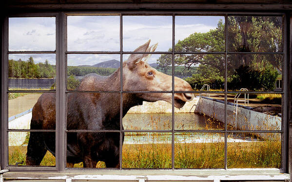 Moose Art Print featuring the photograph Window - Moosehead Lake by Peter J Sucy