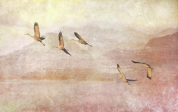 Sandhill Cranes Art Print featuring the photograph Wings Over New Mexico II by Leda Robertson