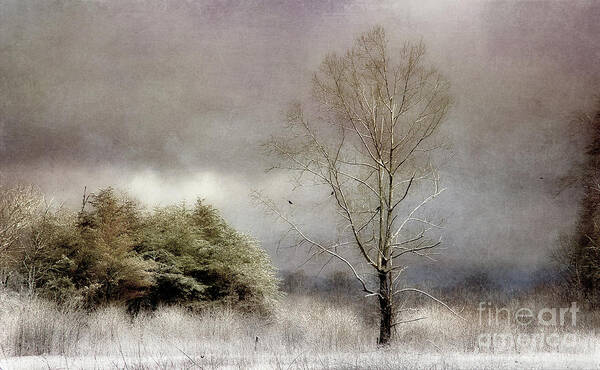 Winter Trees Art Print featuring the photograph Winter Beginning by Michael Eingle