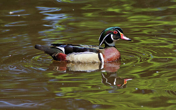 Wood Duck Art Print featuring the photograph Wood Duck by Sandy Keeton