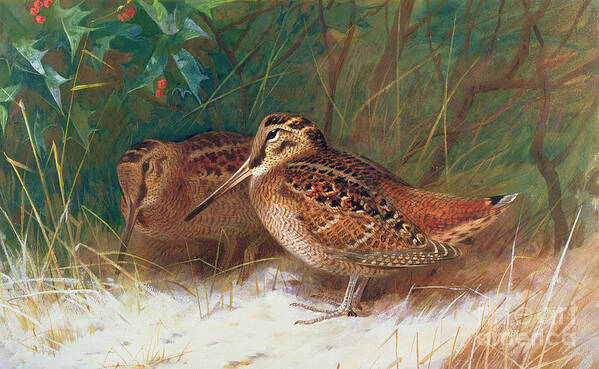 Bird Art Print featuring the painting Woodcock in the Undergrowth by Archibald Thorburn