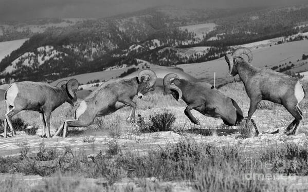 Bighorn Sheep Art Print featuring the photograph Wyoming Bighorn Brawlers Crop Black And White by Adam Jewell