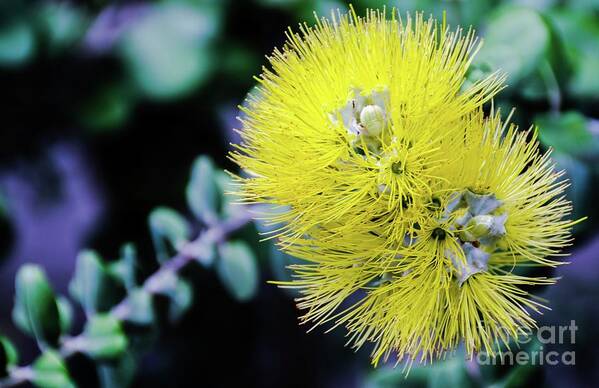 Yellow Art Print featuring the photograph Yellow Ohia Flowers in Hawaii by D Davila