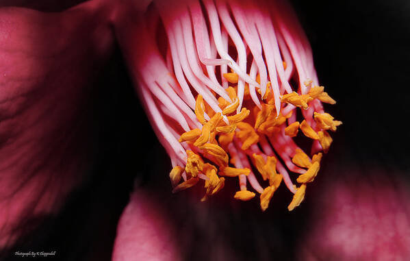 Pollen Art Print featuring the photograph Yellow pollen 01 by Kevin Chippindall