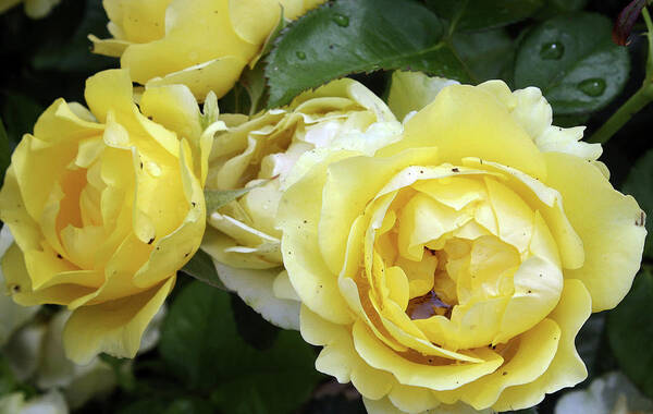 Rose Art Print featuring the photograph Yellow Roses by Ellen Tully
