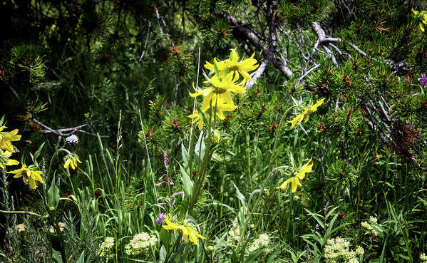 Yellow Wildflowers Art Print featuring the photograph Yellow Wildflowers by Elaine Webster