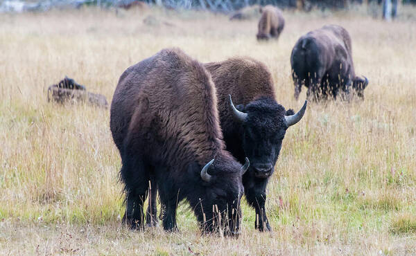 Bison Art Print featuring the photograph Yellowstone Bison by Jennifer Ancker