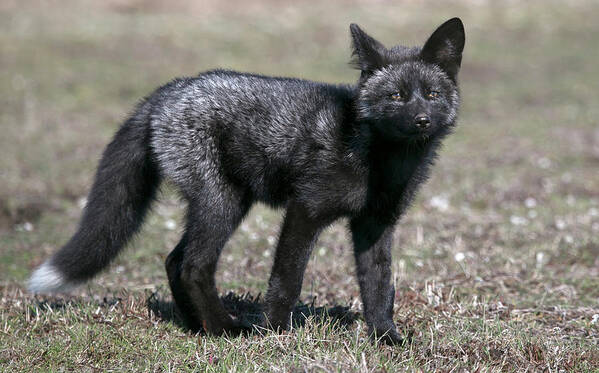 Black Fox Art Print featuring the photograph Curious by Elvira Butler