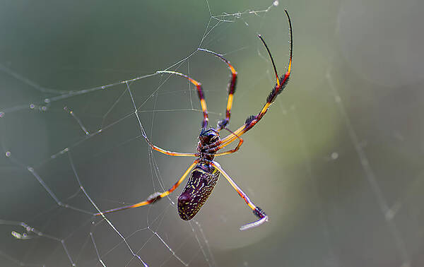 Spider Art Print featuring the photograph Young Golden Silk Female by Kenneth Albin