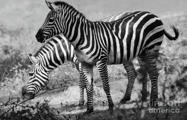 Animals Art Print featuring the photograph Zebra's In Black and White by Sandra Huston