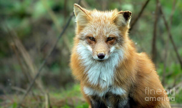 Red Fox Art Print featuring the photograph Foxy Lady #1 by Sam Rino
