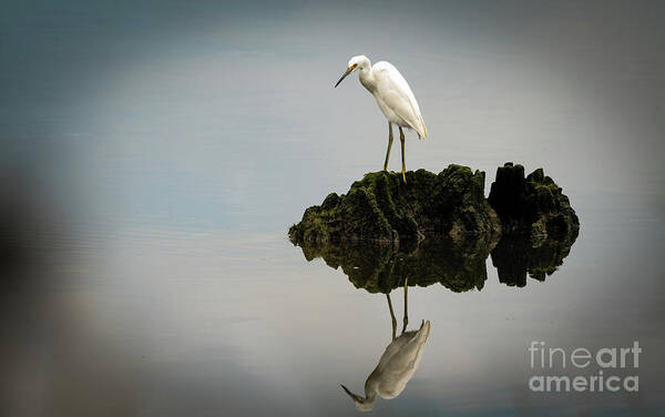Snowy Egret Art Print featuring the photograph Reflection #1 by Sam Rino