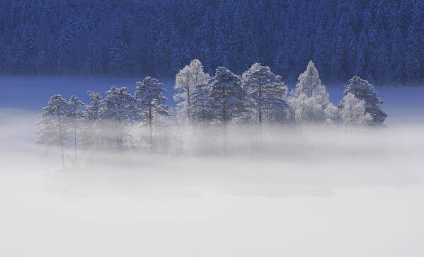 Winter Art Print featuring the photograph Winter Light #1 by Norbert Maier