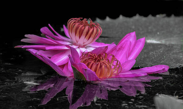 Lily Art Print featuring the photograph Reflections #3 by Les Greenwood