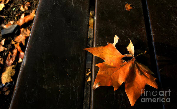 Autumn Art Print featuring the photograph A Park Bench in Autumn by Steve Ember