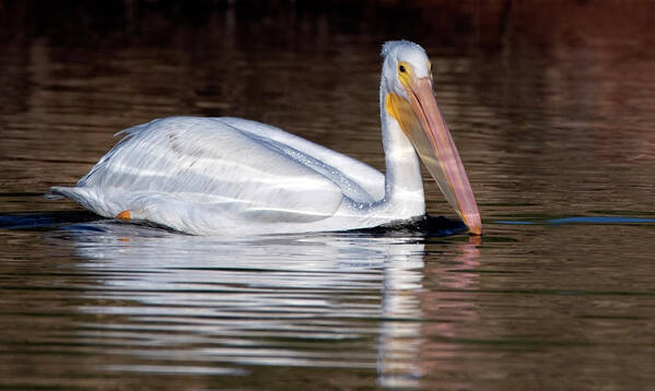 American White Pelican Art Print featuring the photograph American White Pelican 2916-102919 by Tam Ryan