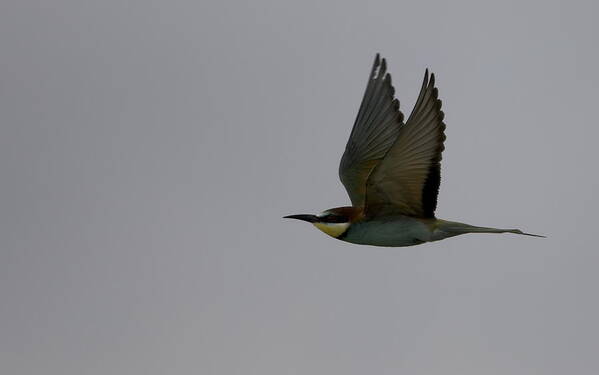 Asio Art Print featuring the photograph Asio Flammeus by Marco Roghi