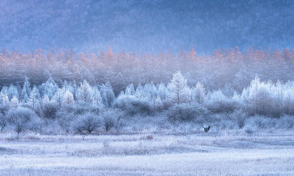 Frost Art Print featuring the photograph Autumn And Winter Gradients by Ryohei Irie