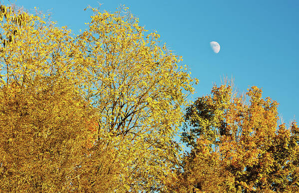 Blue Sky Art Print featuring the photograph Autumn_and_the_Moon by Greg Booher
