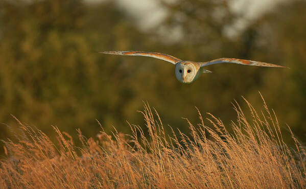 Action Art Print featuring the photograph Barn Owl Hunting Tyto Alba Wiltshire by Nhpa