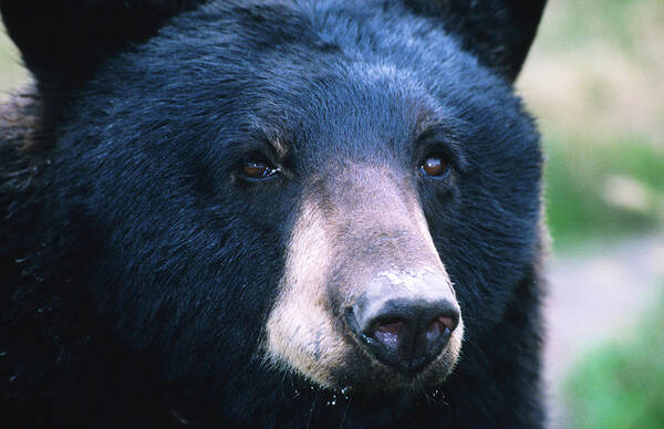 American Black Bear Art Print featuring the photograph Black Bear Ursus Americanus, United by Mark Newman
