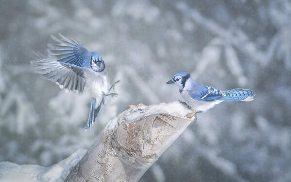 Blue Jays Art Print featuring the photograph Blue Jays by Larry Deng