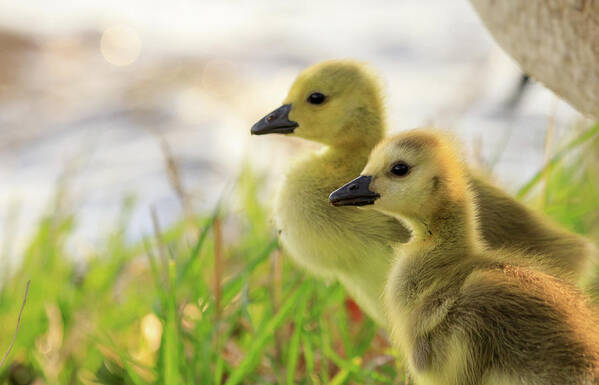 Goslings Art Print featuring the photograph Boston Goslings by Rob Davies