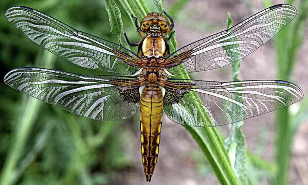 Broad Bodied Chaser Art Print featuring the photograph Broad bodied chaser by Martin Smith