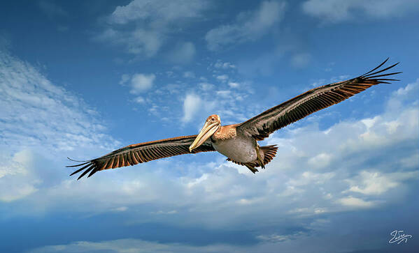 Brown Pelican Art Print featuring the photograph Brown Pelican Four by Endre Balogh
