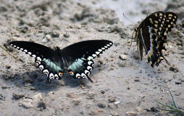 Florida Art Print featuring the photograph Butterfly Kisses by Lindsey Floyd