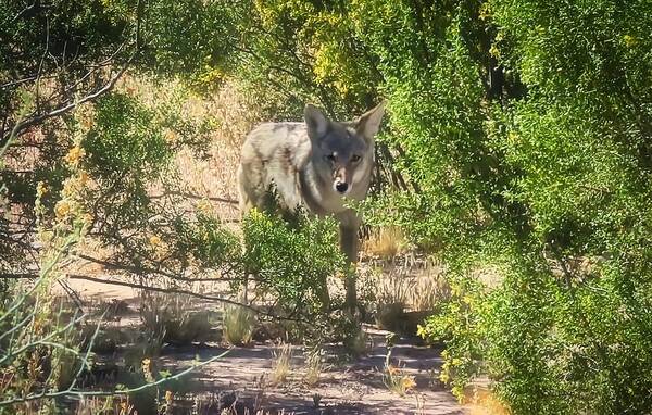 Animals Art Print featuring the photograph Cautious Coyote by Judy Kennedy