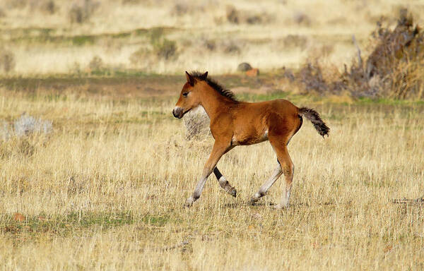 Horse Art Print featuring the photograph Cute wild Bay foal galloping across a field by Waterdancer