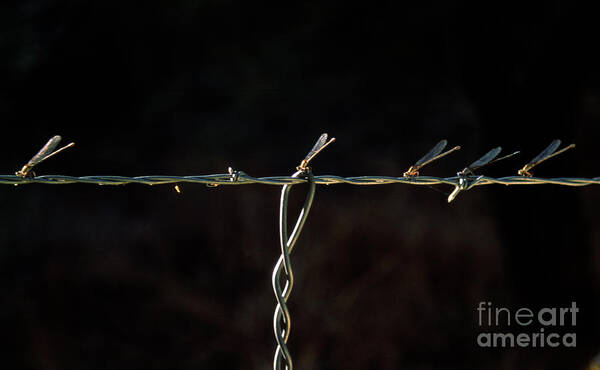 Damselflies Art Print featuring the photograph Damsels in Distress by Randy Oberg