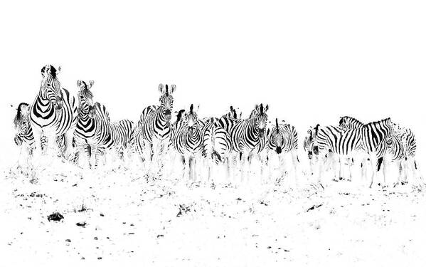 Zebra Art Print featuring the photograph Dazzle by Hamish Mitchell