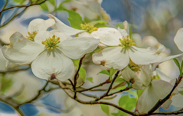 Dogwood Blossoms Art Print featuring the photograph Delicate Dogwoods by Marcy Wielfaert