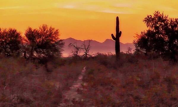 Affordable Art Print featuring the photograph Desert Sunrise Trail by Judy Kennedy