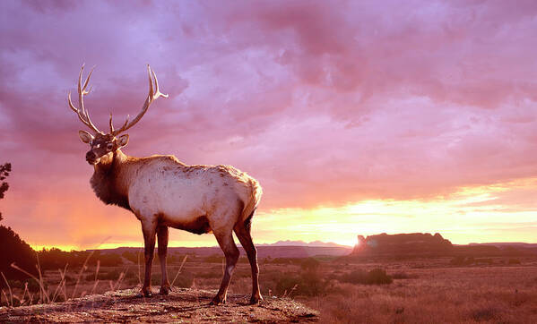 Elk Sunrise In Canyonland Art Print featuring the photograph Elk Sunrise In Canyonland by Gordon Semmens