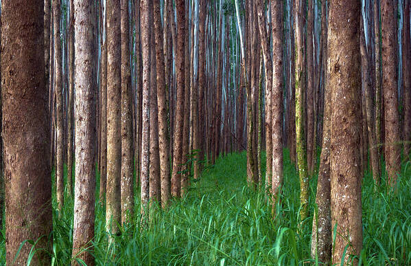 Hawaii Art Print featuring the photograph Eucalyptus Forest Pathway by Christopher Johnson
