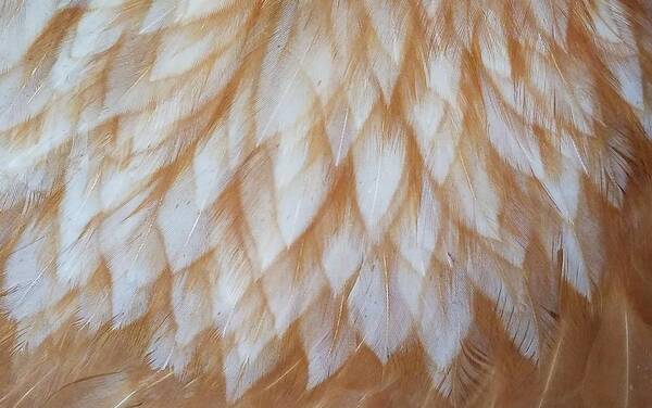 Chicken Art Print featuring the photograph Feather Finery by Caryl J Bohn