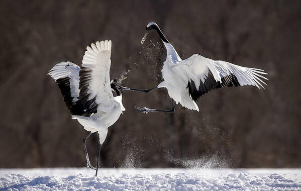 Nature Art Print featuring the photograph Fighting by Joanna W